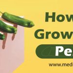 How To Grow Your Penis